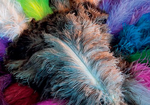 plumas ou penas